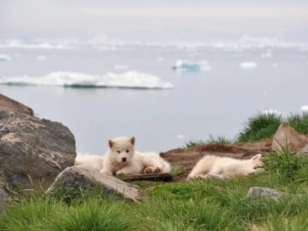 Greenland luxury tour