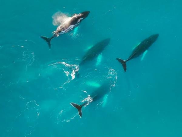 Greenland luxury tour