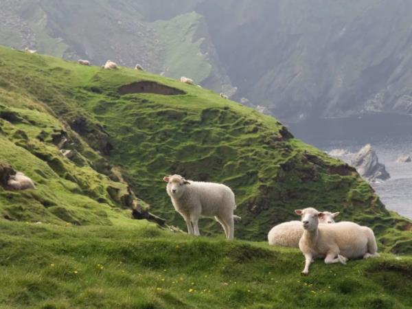 Highlights of the Faroe Islands holiday