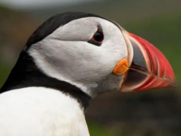 Highlights of the Faroe Islands holiday