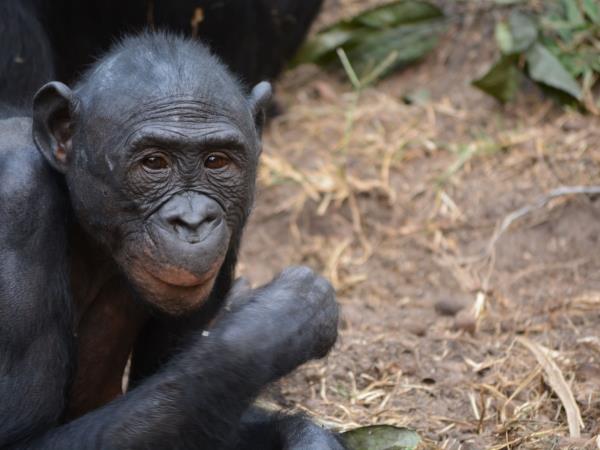 DR of Congo safari holiday