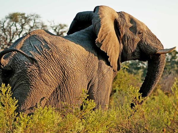 Tanzania Northern Circuit luxury safari