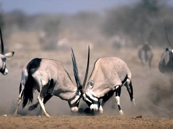 Privately guided Namibia holiday