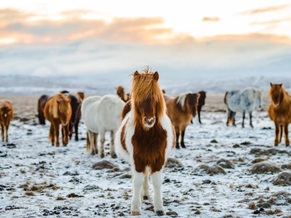Iceland winter holiday
