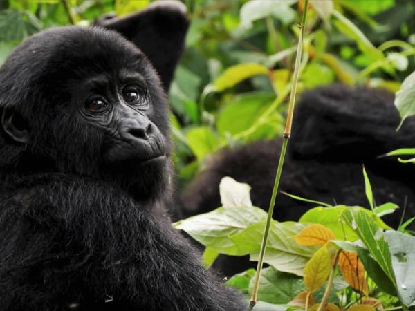 Gorillas & hiking Uganda�s Rwenzori Mountains
