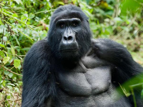 Gorillas & hiking Uganda�s Rwenzori Mountains