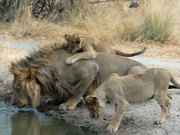 Botswana safari and Mozambique beach break