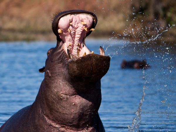 Botswana safari and Mozambique beach break