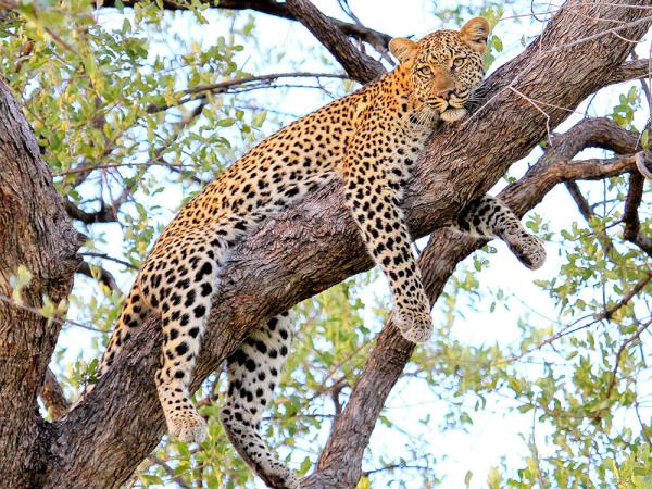 Okavango Delta and Victoria Falls luxury holiday