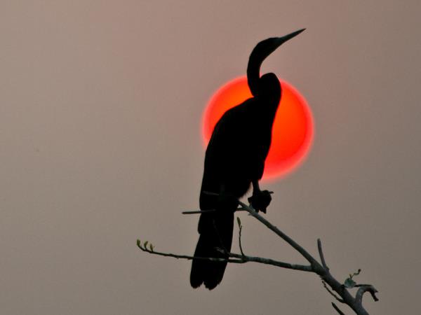 Okavango Delta and Victoria Falls luxury holiday