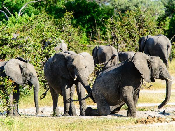 Okavango Delta and Victoria Falls luxury holiday