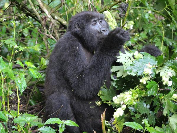 Uganda ultimate primate safari