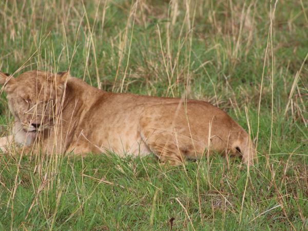 Uganda ultimate primate safari