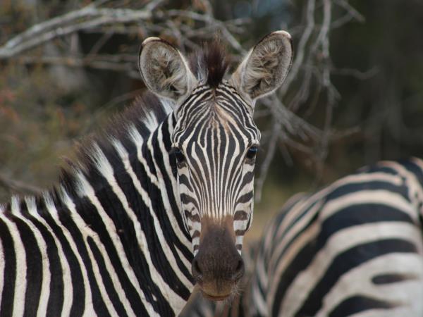 Rwanda wildlife safari