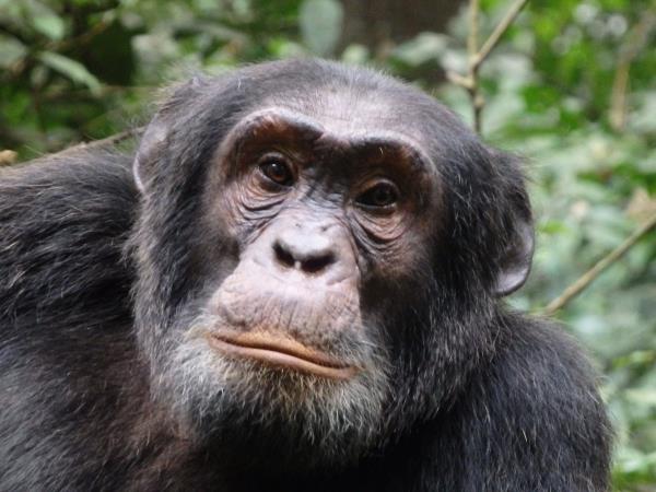 Rwanda wildlife safari
