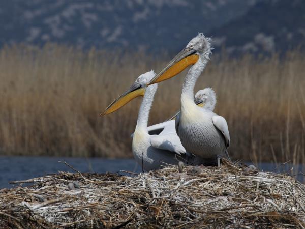 Montenegro bird watching holiday