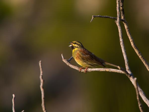 Montenegro bird watching holiday