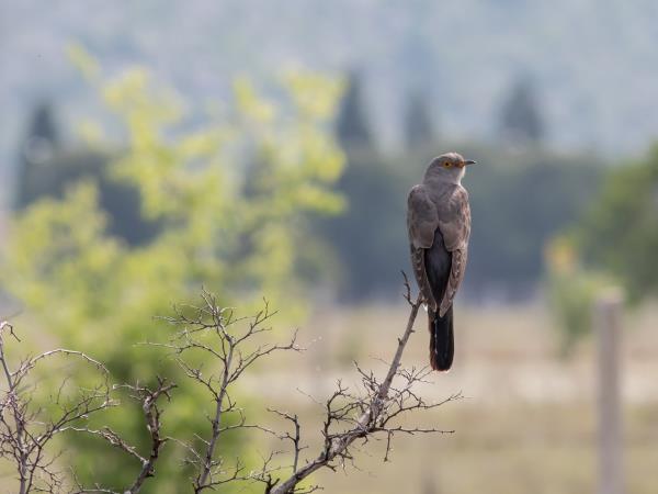 Montenegro bird watching holiday