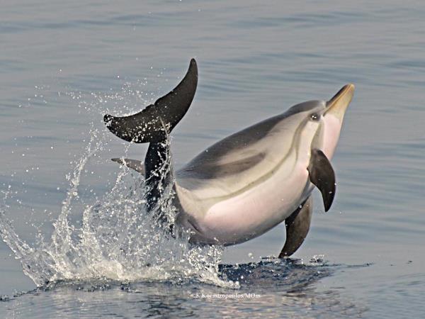 Dolphin conservation holiday in Greece