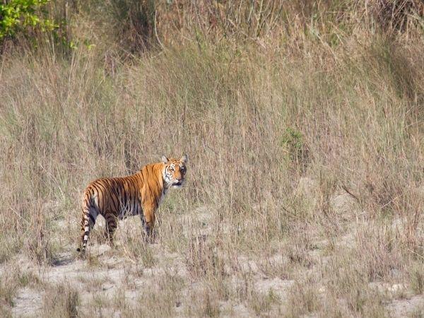 Nepal homestay holiday in Bardiya National Park
