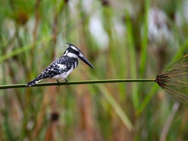 Bulago Island tour in Uganda