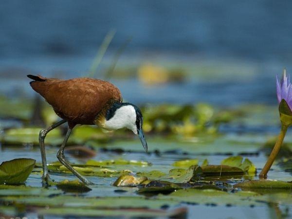 Bulago Island tour in Uganda
