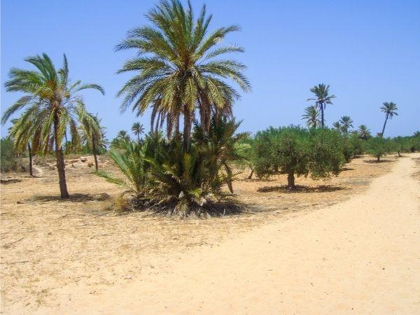 Djerba Island short break in Tunisia
