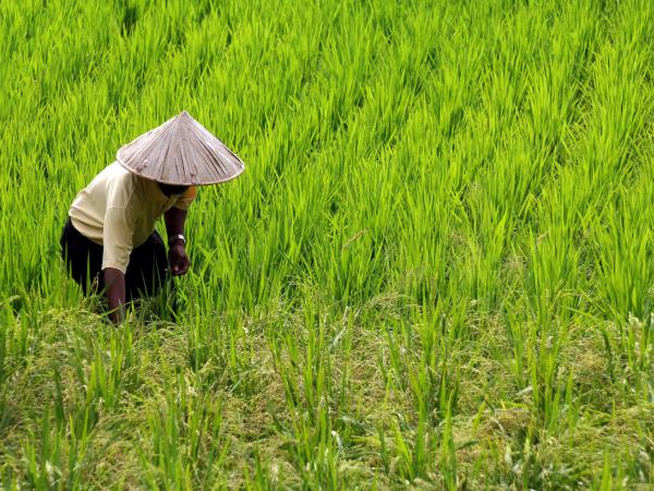 Vietnam food holiday
