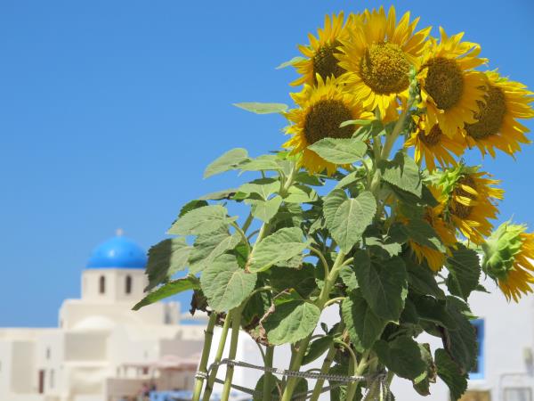 Greek Cyclades island hopping cruise