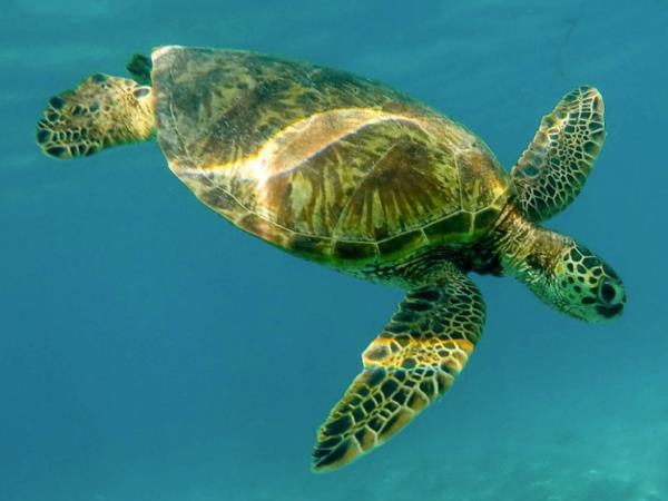 Hawaii self drive tour