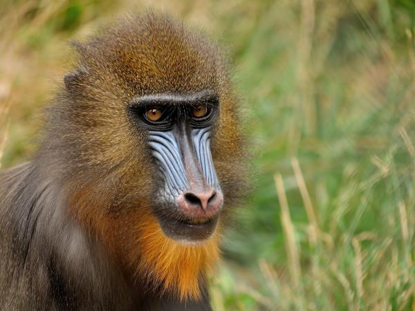 Gabon wildlife safari