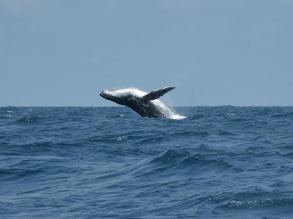 Gabon wildlife safari