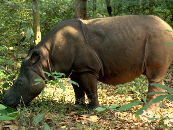 safari in sumatra