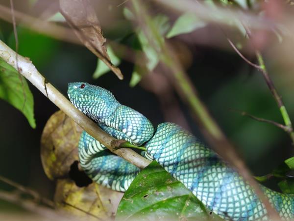 Sumatra wildlife tour in Indonesia