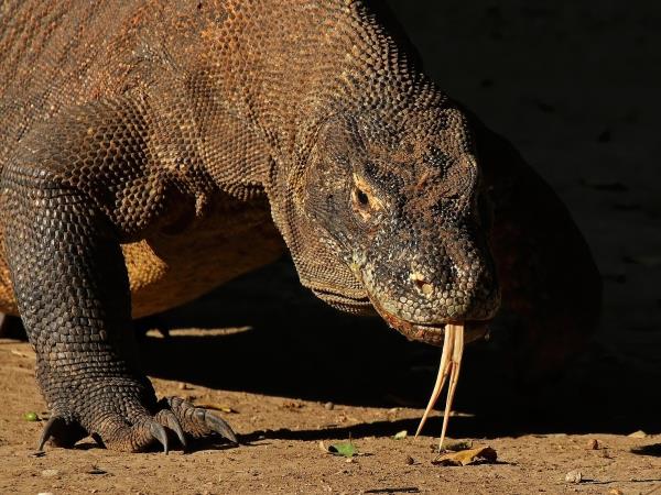 Indonesia wildlife tour, dragons & manta rays