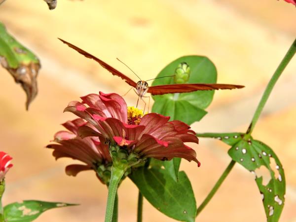 Guyana nature and culture tour