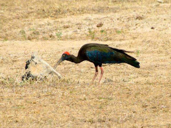 India off the beaten track wildlife tour