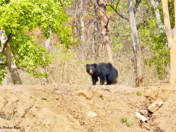 India off the beaten track wildlife tour
