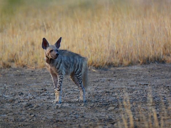 India off the beaten track wildlife tour