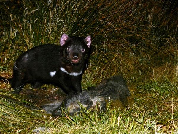 Australia wildlife holiday with Tasmania