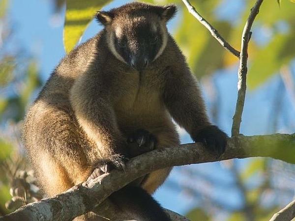 Australia wildlife holiday with Tasmania