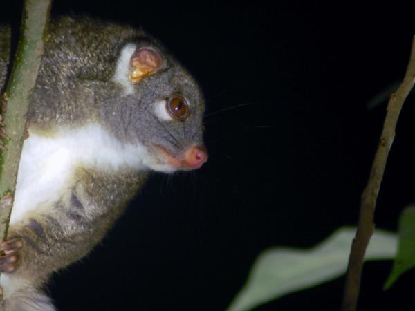 Australia wildlife holiday with Tasmania