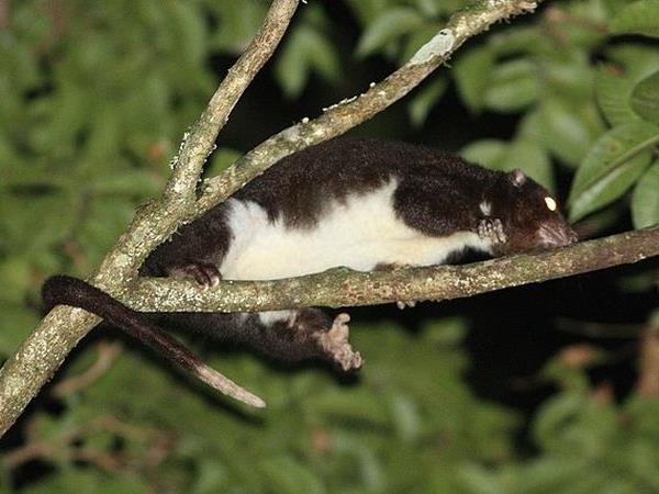 Australia wildlife holiday with Tasmania