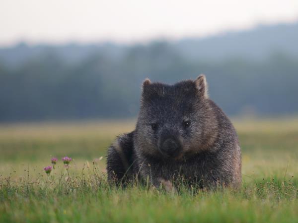 Australia wildlife holiday with Tasmania