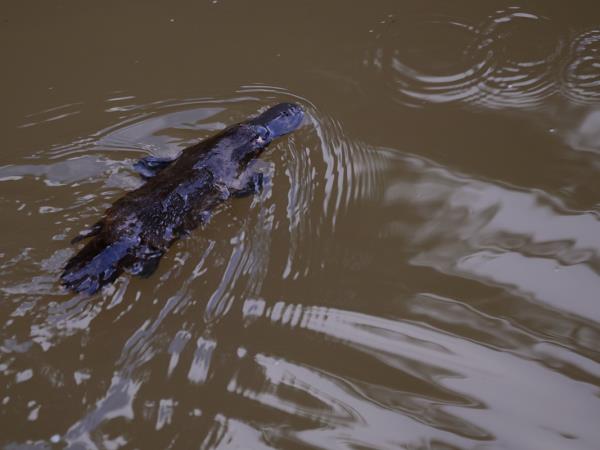 Australia wildlife holiday with Tasmania