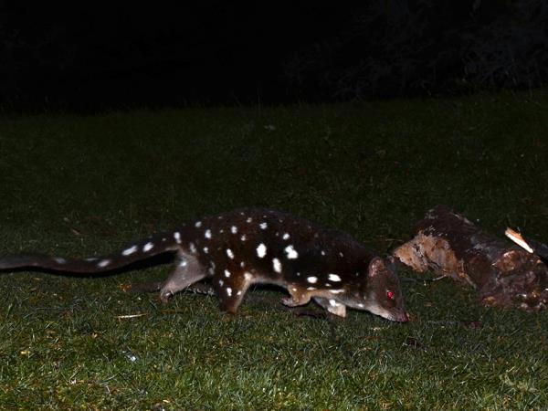 Australia wildlife holiday with Tasmania