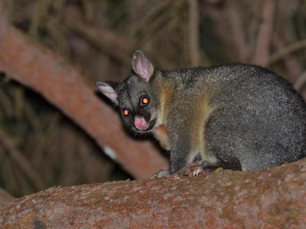 Australia wildlife holiday with Tasmania
