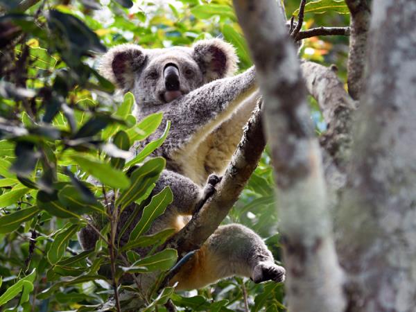 Australia wildlife holiday with Tasmania