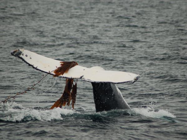 Australia wildlife holiday with Tasmania