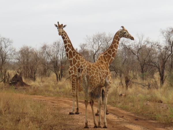 Kenya fly in safari holiday